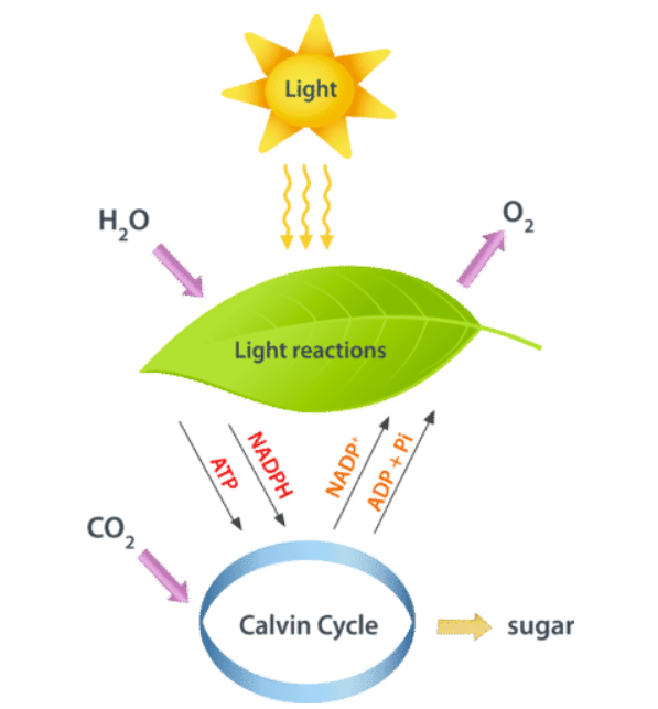 <p>Light and water goes into Light reactions in the Thylakoid which produces O2, NADPH, ATP</p><p>NADPH,  ATP, and CO2 go into the Calvin Cycle which Produces NADP+, ADP + Pi + sugar</p><p>NADP+ and ADP+Pi go into light reactions</p><p>Sugar is distributed to the plant as nutrients</p>