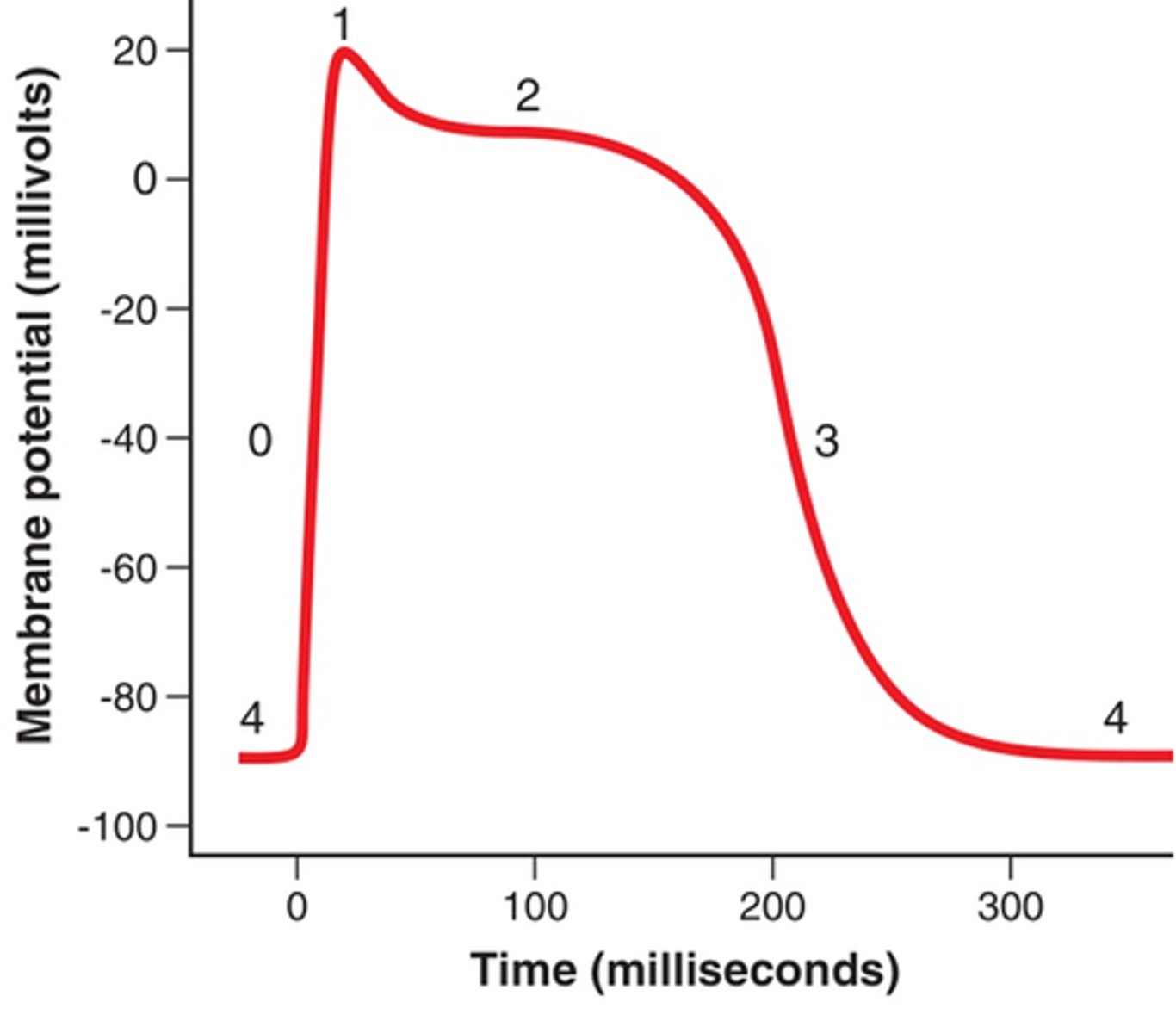 <p>0-1. Depolarization</p><p>2. Plateau</p><p>3. Repolarization</p><p>4. Resting Membrane potential</p>