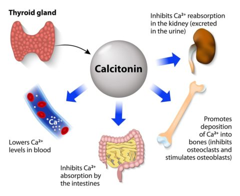 <p>calcitonin from thyroid signals kidney to decrease Ca2+ reabsorption, promoting it’s excretion </p>