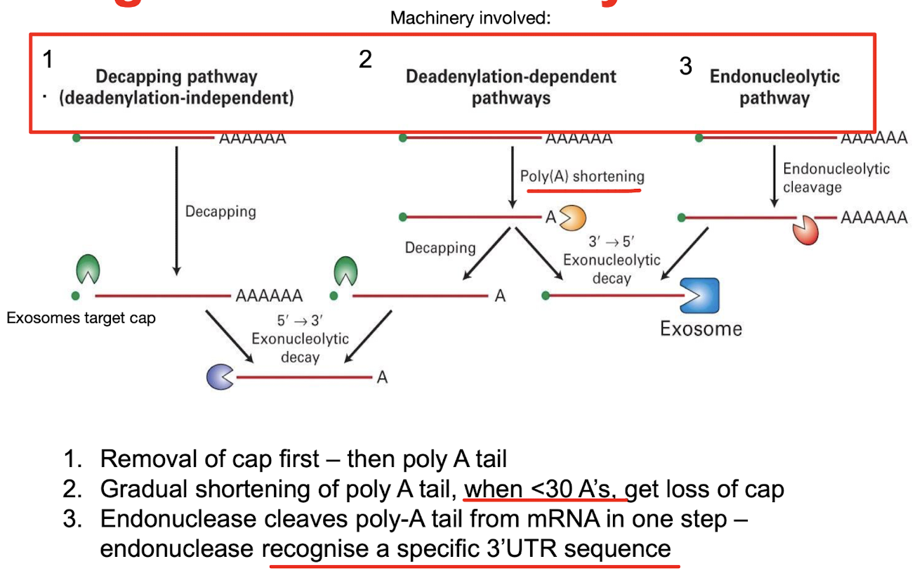 <ol><li><p><strong>Decapping pathway - </strong>removal of cap then poly A tail by exonucleases</p></li><li><p><strong>Deadenylation-dependent pathway </strong>- gradual poly A shortening until <30 mRNAs</p></li><li><p><strong>Endonucleatic pathway </strong>- cleaves the poly A tail in one step by recognition of a <strong>specific 3’ UTR sequence</strong></p></li></ol><p></p>