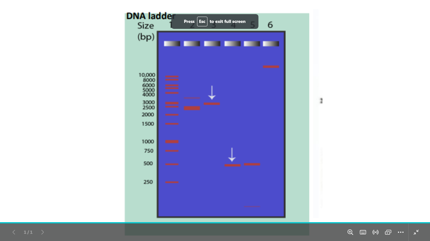 <p>what is this dna (visualization)</p>