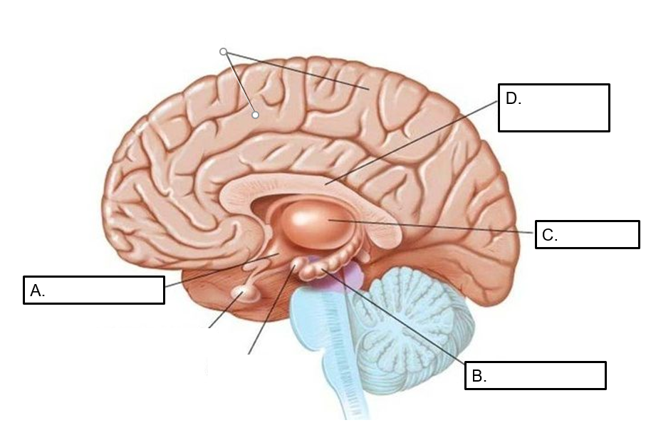 <p>identify the following:</p>