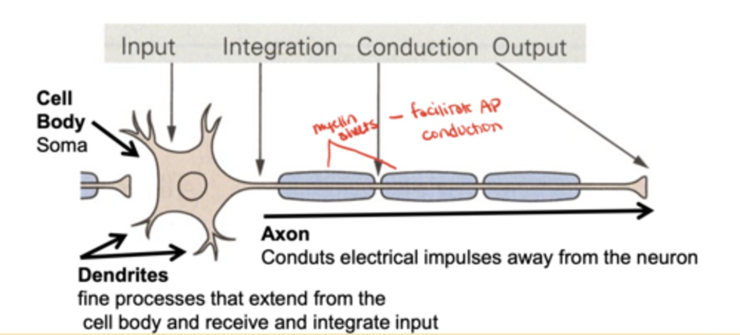 <p>dendrites, cell body (soma), and axon</p>