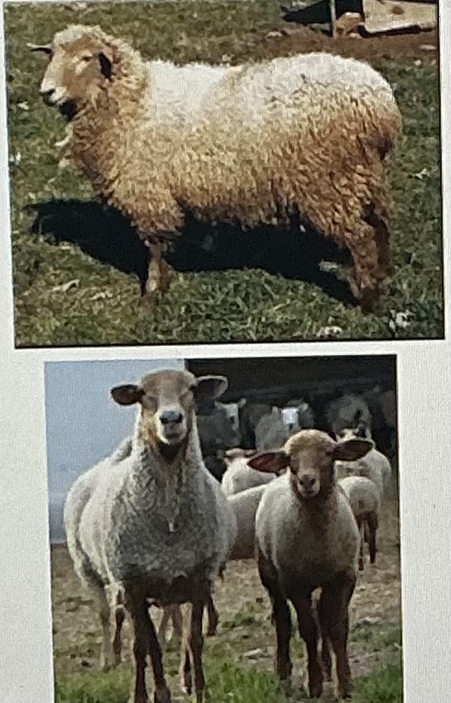 <p>Dual purpose, civil war almost killed them all, heat tolerant, out of season breeders</p>