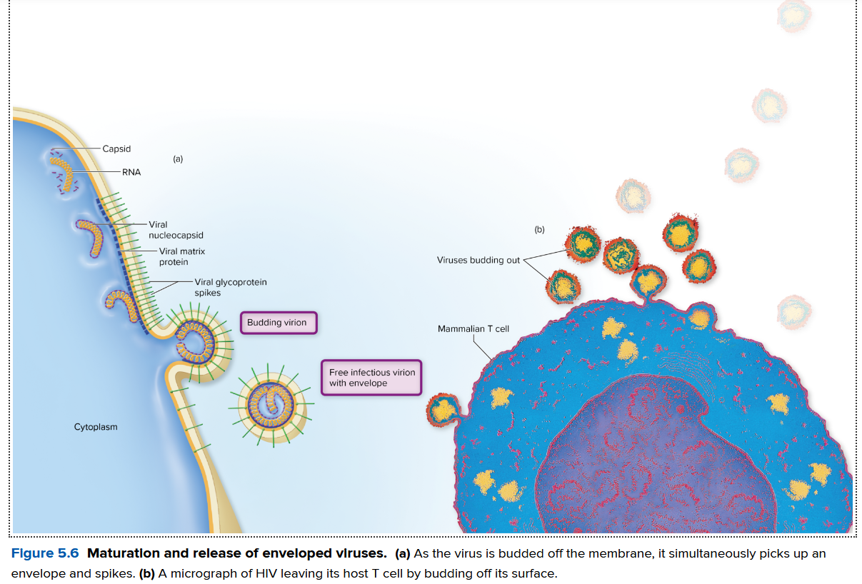 <p>• During this process, the nucleocapsid binds to the membrane, which curves completely around it and forms a small pouch<br>• Pinching off the pouch releases the virus with its envelope</p><p>The number of viruses released by infected cells is variable, controlled by:<br>• Size of the virus<br>• Health of the host cell<br>A poxvirus-infected cell may release 3,000 to 4,000 virions<br>A poliovirus-infected cell may release up to 100,000 virions<br>With these large numbers, there is immense potential for rapid viral proliferation as they encounter susceptible cells</p>