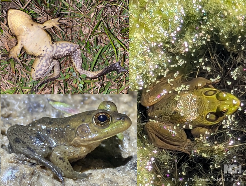 <p>Pig Frog, boldly-marked inner thigh, hind foot webbing on 4th toe extends to tip, pointy snout, dorsolateral fold curves around tympanum</p>