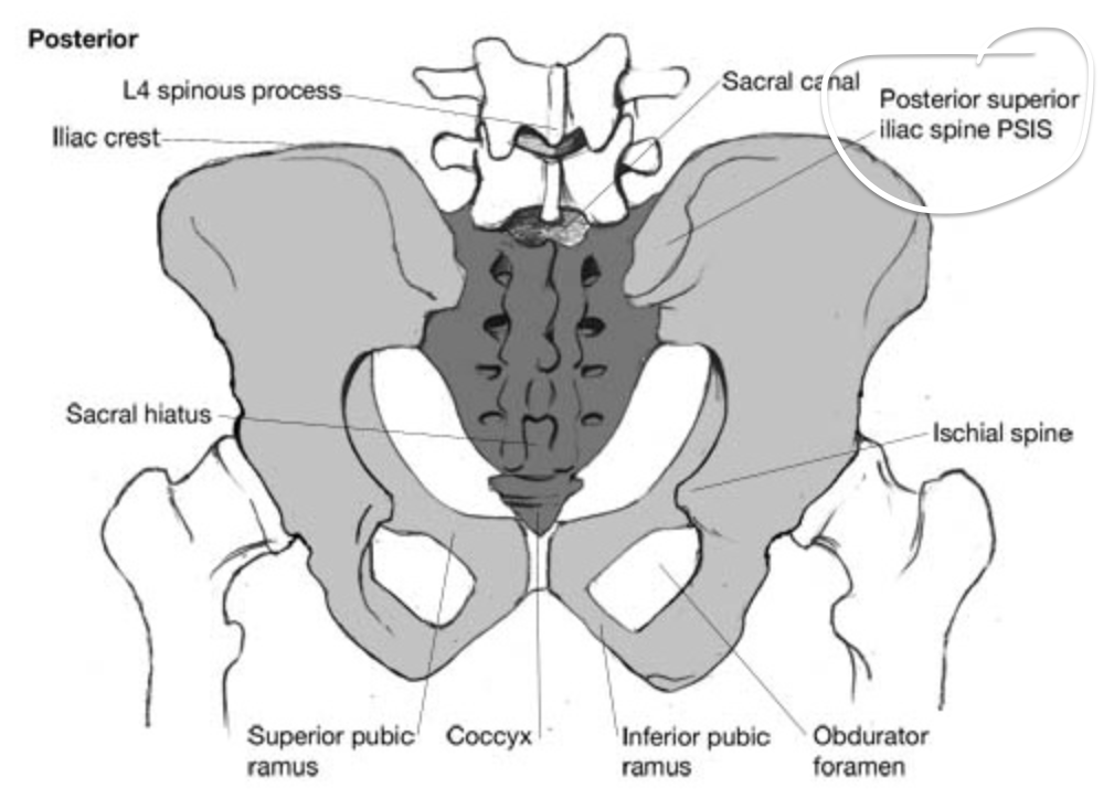 posterior iliac spine