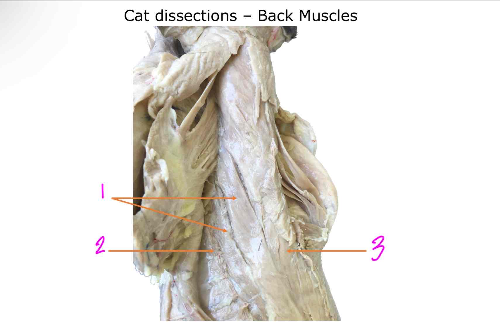 <ol><li><p></p></li><li><p></p></li><li><p></p></li></ol>