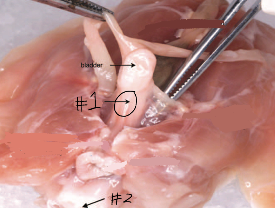 <p>#2 (Dorsal to the vaginal opening. This is on a female rat)</p>