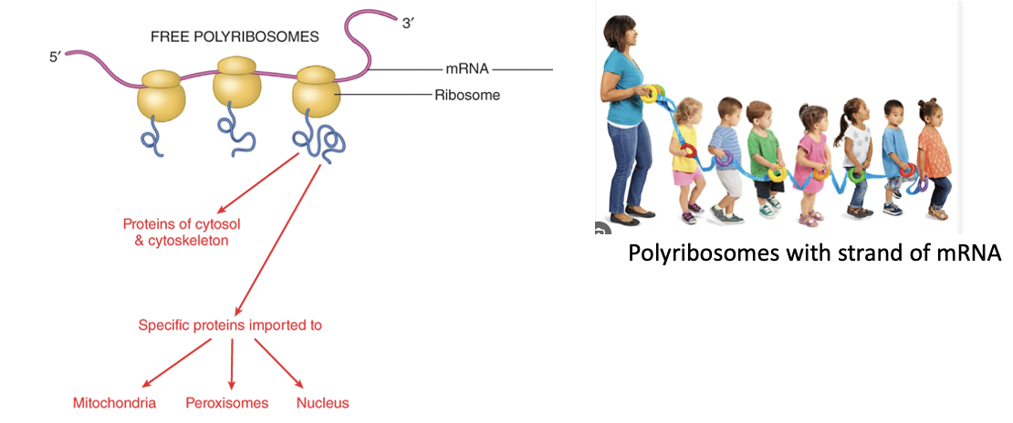 <p>Ribosomes</p><ul><li><p>proteins that will remain in cytoplasm are synthesized by free ribosomes that float in cytoplasm</p></li></ul><p></p>