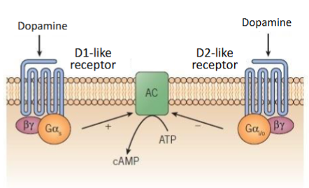 <p>D1-like receptor: D1 and D5 – activate adenylate cyclase (increases cAMP)</p><p>D2-like receptor: D2,3,4 – inhibit adenylate cyclase (decreases cAMP)</p>