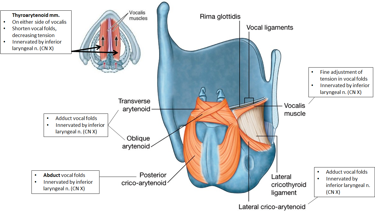 <ul><li><p><strong>Thyroarytenoid</strong>: shortens vocal folds, <strong>decreases tension</strong></p></li><li><p><strong>Vocalis</strong>: fine-tunes <strong>vocal fold tension</strong></p></li><li><p><strong>Transverse/Oblique arytenoids, Lateral cricoarytenoid</strong>: <strong>adduct vocal folds</strong></p></li><li><p><strong>Posterior cricoarytenoid</strong>: <strong>abducts vocal folds</strong></p></li></ul><p><em>All are innervated by the </em><strong><em>inferior laryngeal nerve</em></strong><em> (branch of </em><strong><em>CN X</em></strong><em>).</em></p>