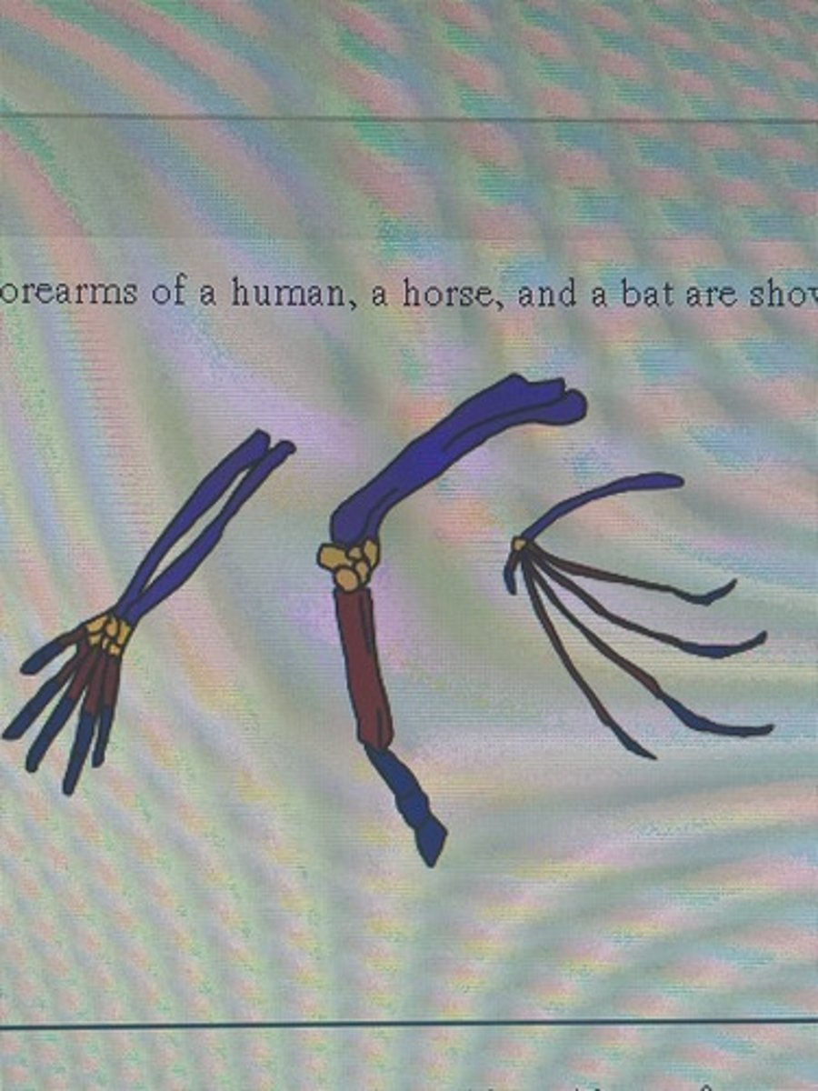 <p>- horse one think, metacarpal<br> - bat has five thine metacarpal<br><br> - horse walking, so all weight on it<br> - bat flys, not weight bearing</p>
