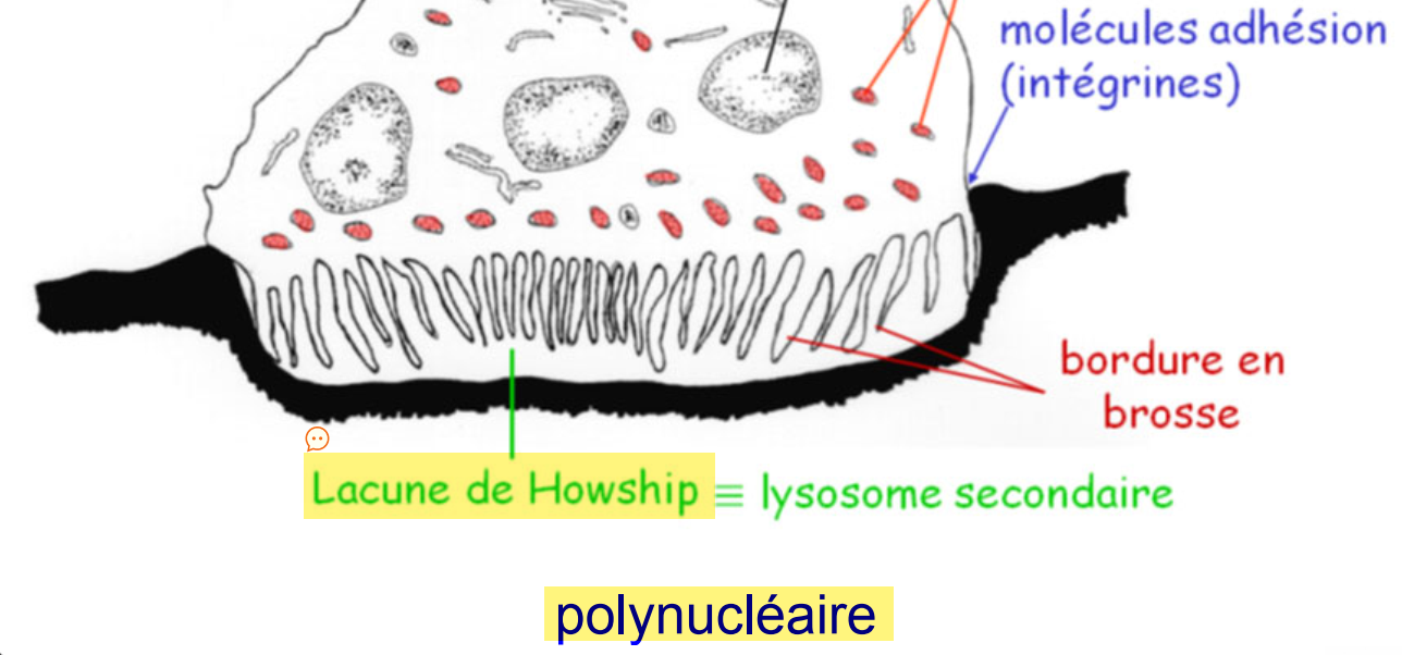 <ul><li><p>membrane plasmique de la cellule qui présente de nombreux replis </p></li><li><p>augmente de façon considérable la surface membranaire</p></li></ul><p></p>