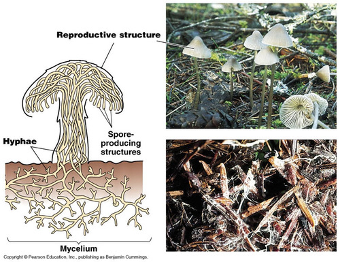 <p>Contains mycelium, a root like structure of the fungi. Mycelium consists of a mass of thread-like structures known as hyphae. Examples include, mushroom, toadstool, mucor, bracket fungi.</p>