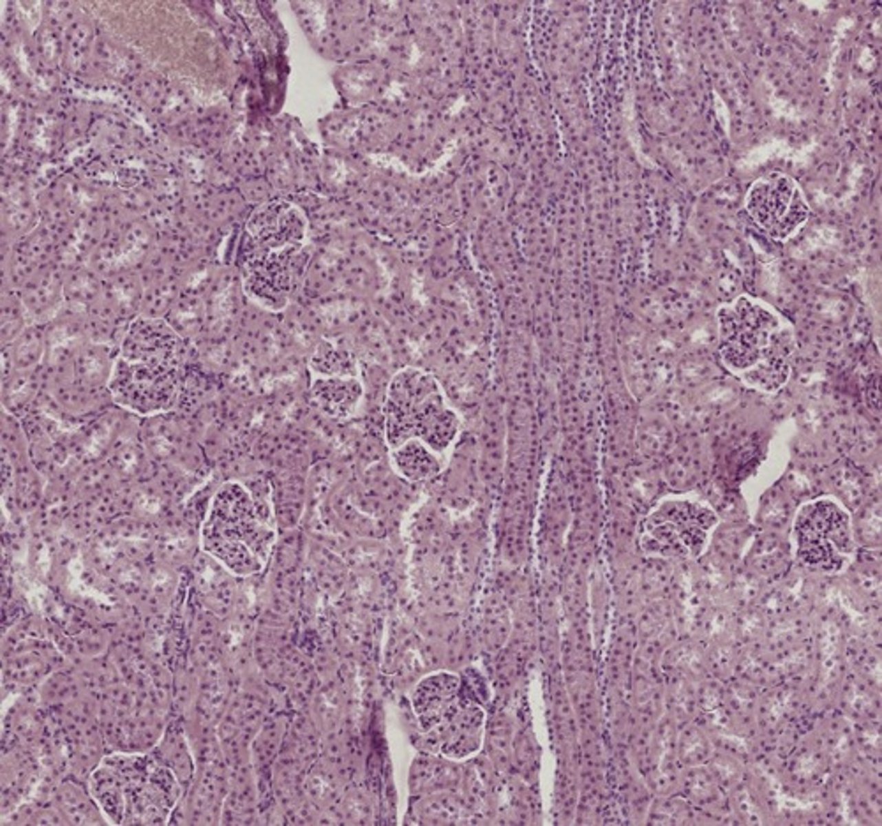 <p>Name the organ</p>