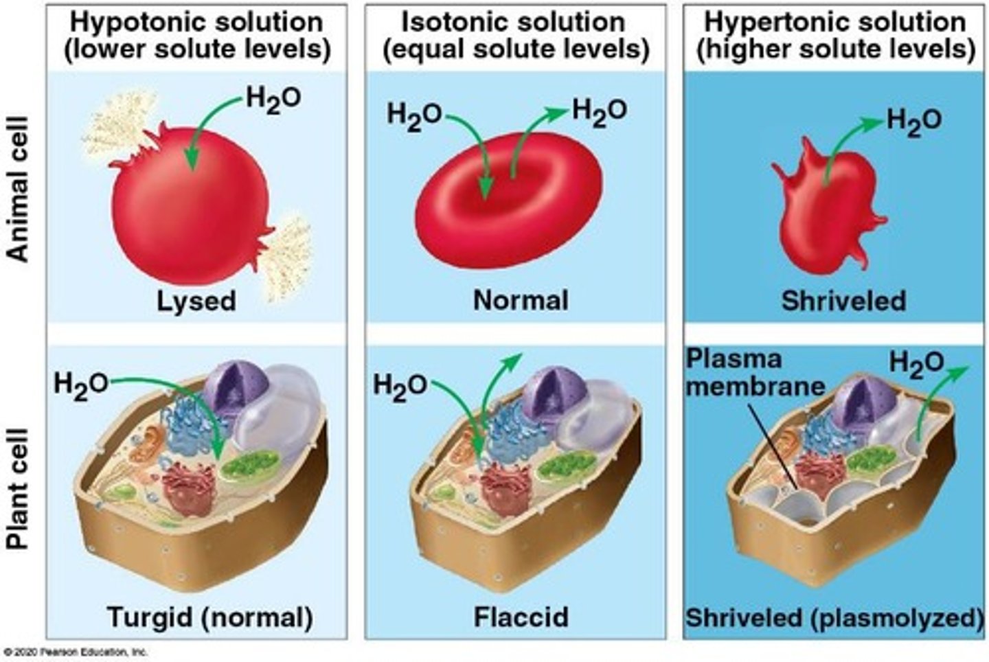 <p>The cell membrane is flexible and selectively permeable, while the cell wall is rigid and provides structural support.</p>