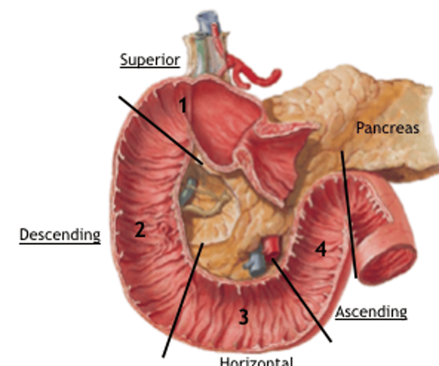 <p>1. superior</p><p>2. descending</p><p>3. horizontal</p><p>4. ascending</p>