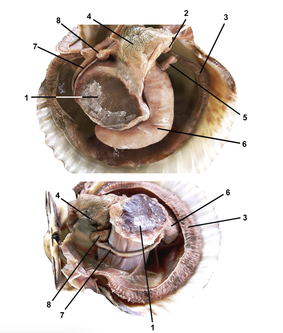 <p>Identify the labeled parts of this dissection</p>