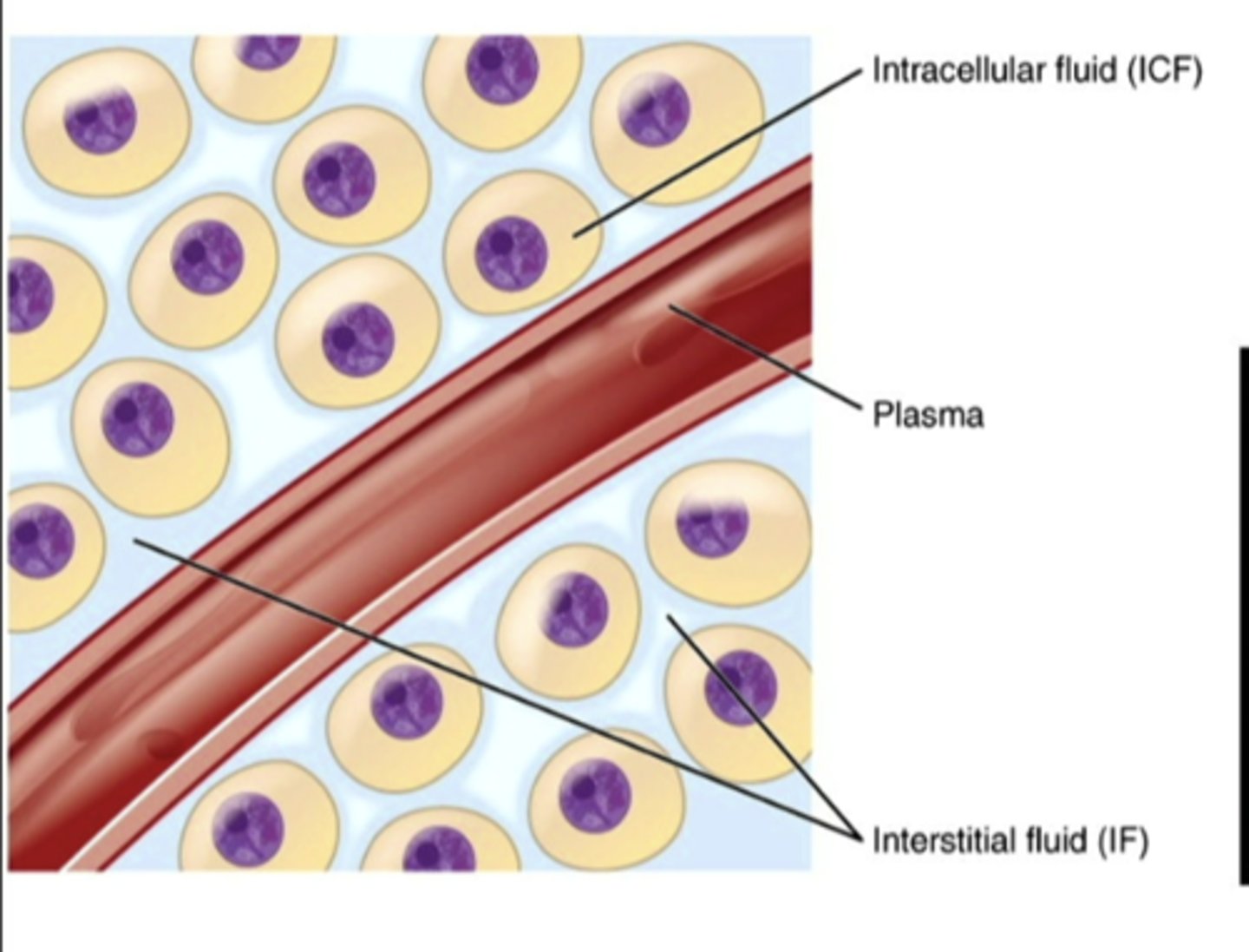 <p>fluid between cells</p>