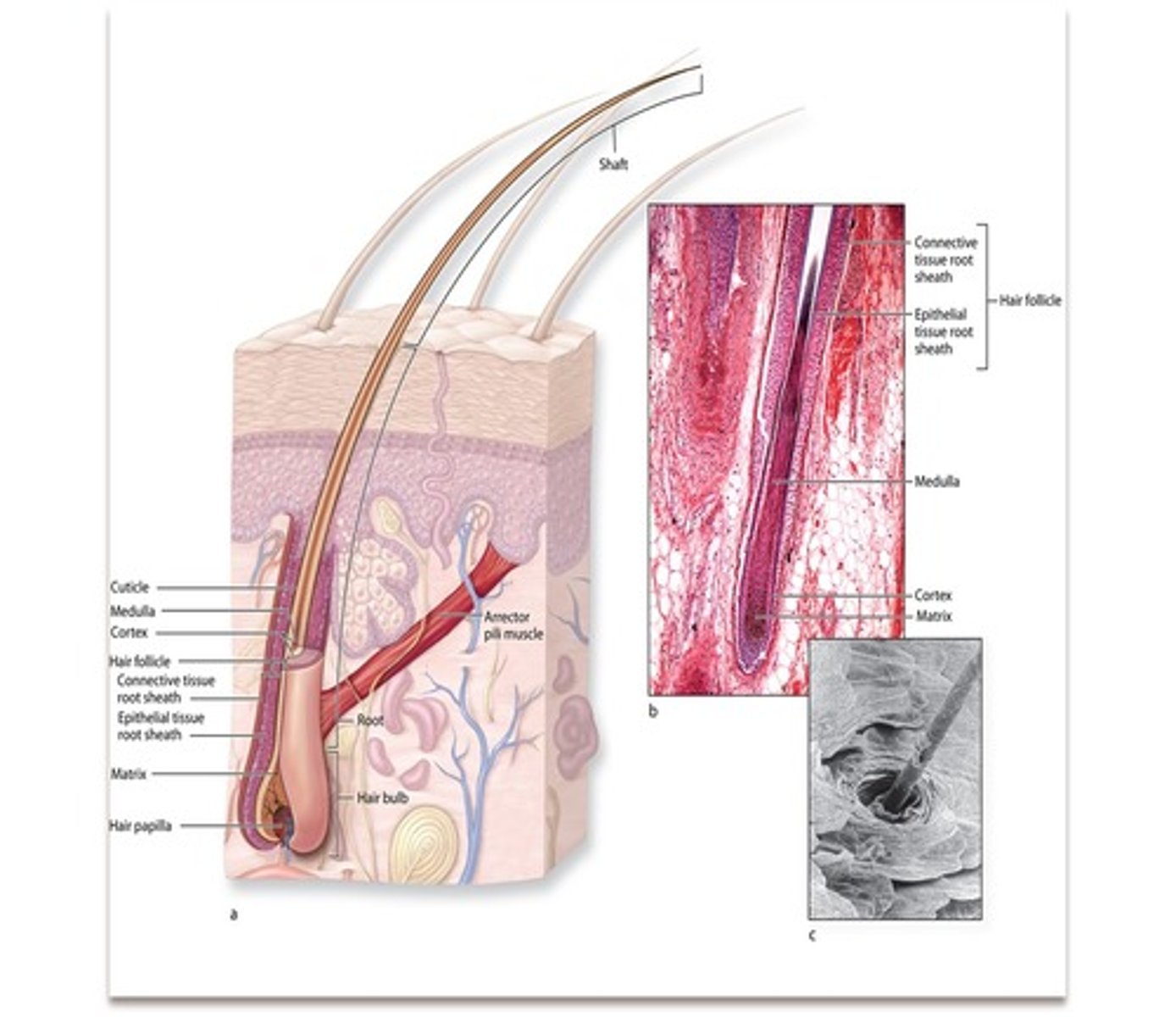 <p>- part of hair embedded in dermis</p><p>- surrounded by sensory neuron</p><p>- indented at its base by blood vessels called hair papilla</p>