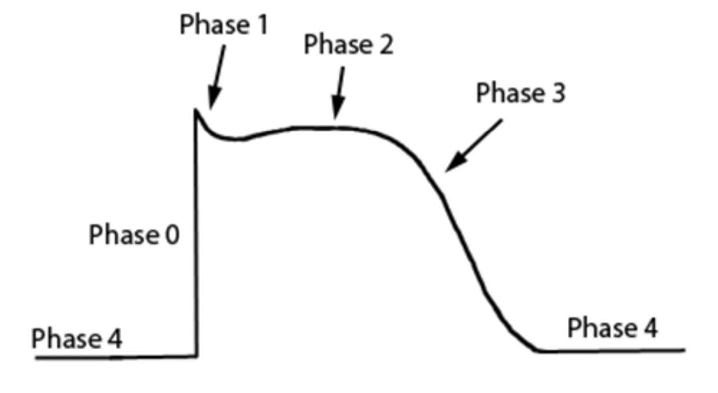 <p>body returns to unaroused state<br>parasympathetic nervous system</p>