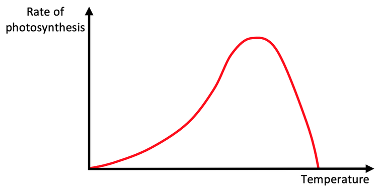 <p><span style="color: red">As the temperature increases, the rate of photosynthesis increases up to an optimum. Past the optimum temperature, the rate decreases.</span></p><p><span style="color: #ffffff">Increased temperature increases the rate of photosynthesis because the kinetic energy of the molecules involved increases. </span></p><p><span style="color: #ffffff">Above a particular temperature, the enzymes (for example, rubisco in the Calvin cycle) denature, and the rate of photosynthesis decreases.</span></p>