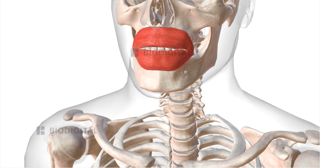 <p>Sphincter muscle, causes lips to close and pucker. “Kissing muscle”</p>