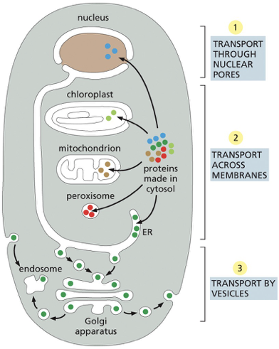 <p>proteins are moving from</p><ol><li><p><strong>cytosol to nucleus</strong>— transported via <span style="color: blue;"><strong><span>nuclear pores</span></strong></span></p></li></ol><ul><li><p>the nuclear pores penetrate both the inner and outer nuclear membranes</p></li><li><p>pores= are selective gates that actively transport specific macromolecules + free diffusion of smaller macromolecules </p></li><li><p>proteins remain <strong>folded</strong></p></li></ul><ol start="2"><li><p><strong>cytosol into the ER mitochondria </strong>(or chloroplast) — transported via <span style="color: green;"><strong><span>protein translocators</span></strong></span> (located in the membrane). </p></li></ol><ul><li><p>the transported protein = <strong>unfolded</strong> to move it across the hydrophobic interior of the membrane</p></li><li><p>bacteria have similar protein translocators in the plasma membranes— export proteins from the cytosol to the cell exterior</p></li></ul><ol start="3"><li><p><strong>moving from the ER</strong> — moving from one compartment of the endomembrane system to another— transported via <span style="color: purple;"><strong><span>transport vesicles</span></strong></span><strong> </strong>(pinch off from the membrane of one compartment then fuse w/ the membrane of the second compartment)</p></li></ol><ul><li><p>deliver soluble cargo proteins + the proteins/ lipids that were a part of the vesicle membrane</p></li></ul><p></p><p></p>