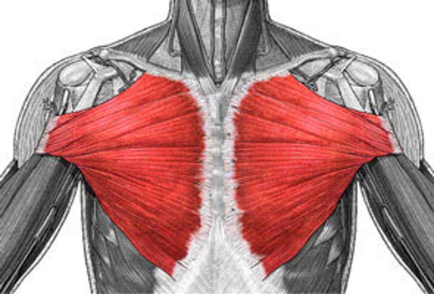 <p>Adducts and flexes humerus.</p>