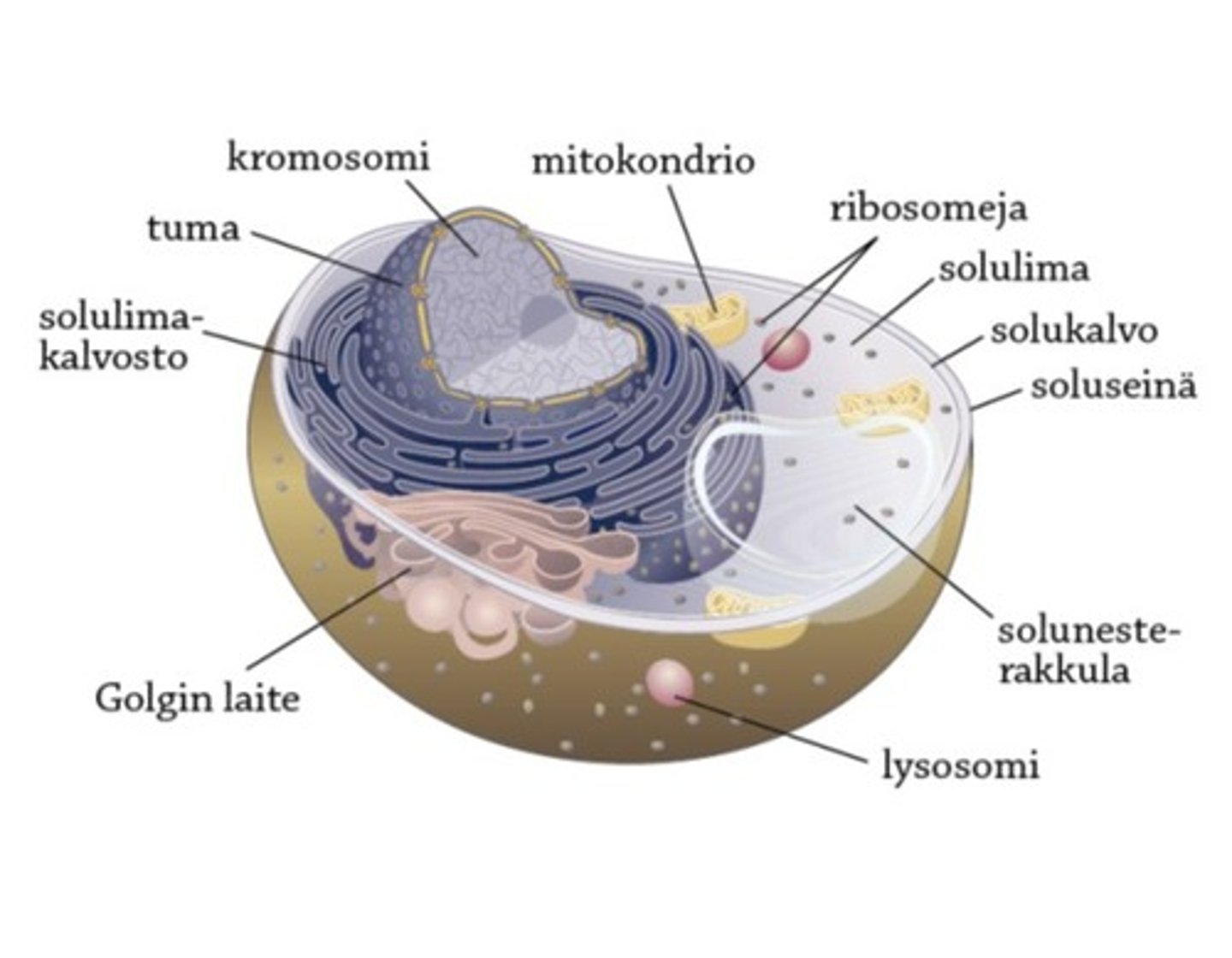 <p>toisenvaraisia, yksi- tai monisoluisia, soluseinä koostuu kitiinistä, toisenvaraisia (hajottajia), suvullinen (sukusolut) ja suvuton (itiöt) lisääntyminen</p>
