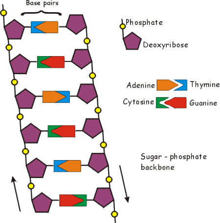 <p>alternating sugars and phosphates</p>