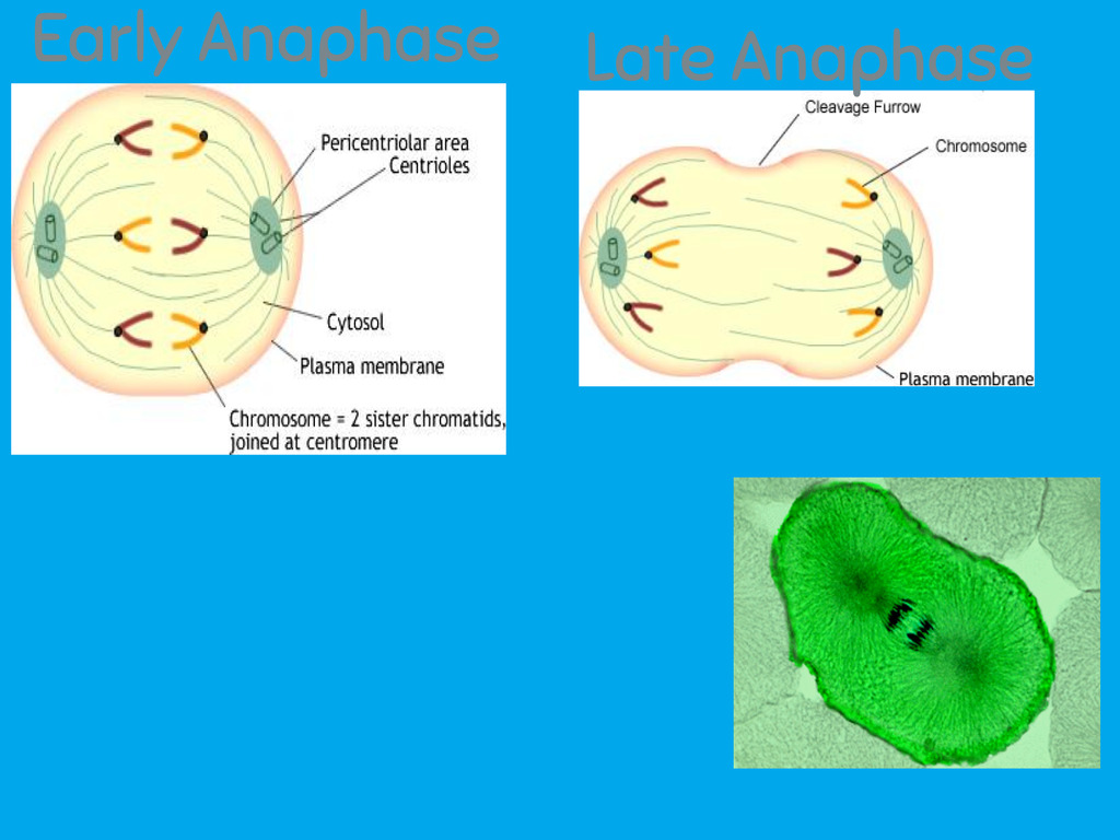 a) chromatids move apart to opposite poles of the cell with the help of spindle fibers