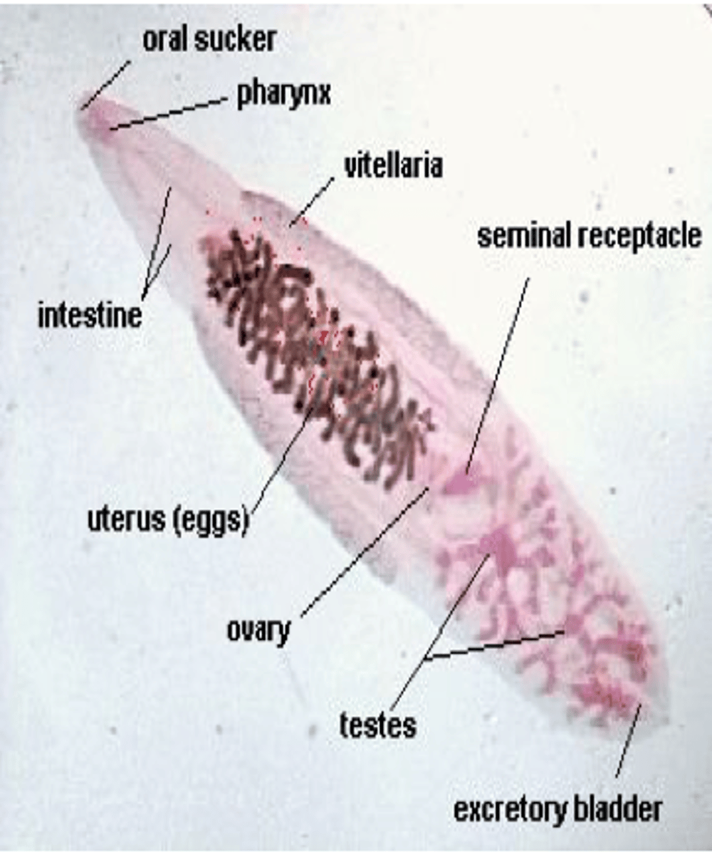 <p>-They are flat with leaf-like unsegmented body,</p><p>-Have suckers (no hooks) for attachment.</p><p>-Trematodes are usually leaf shaped, and commonly named as flukes.</p><p>a. Fluke means flat body with suckers.</p><p>-No body cavity.</p><p>-Reproduction:</p><p>a. hermaphroditic (male and female systems are together)</p><p>b. schistosomes are an exception.</p>