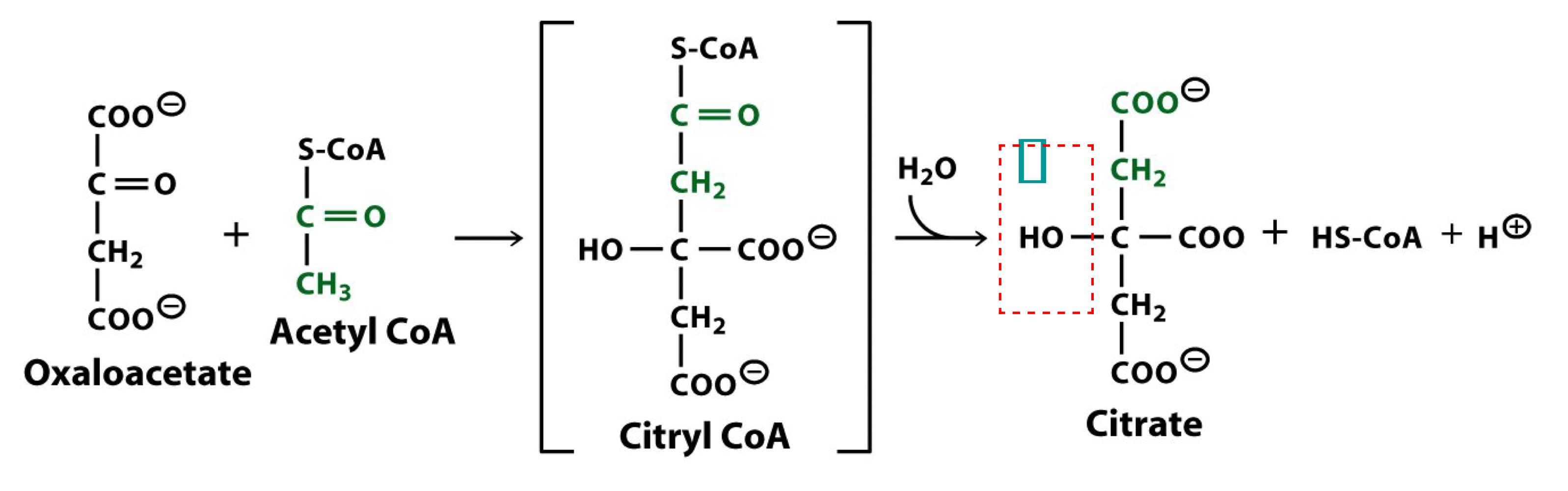 citrate synthase

citrate is formed from acetyl CoA and oxaloacetate

the high free energy of the thioester of acetyl CoA drives this, the first metabolically irreversible reaction of the TCA cycle

the only TCA cycle reaction in which c-c bond formation occurs

citrate contains a tertiary alcohol that cannot be oxidized under biological conditions 