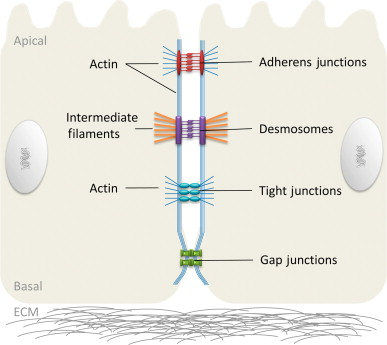 <p>Anchoring junctions</p>