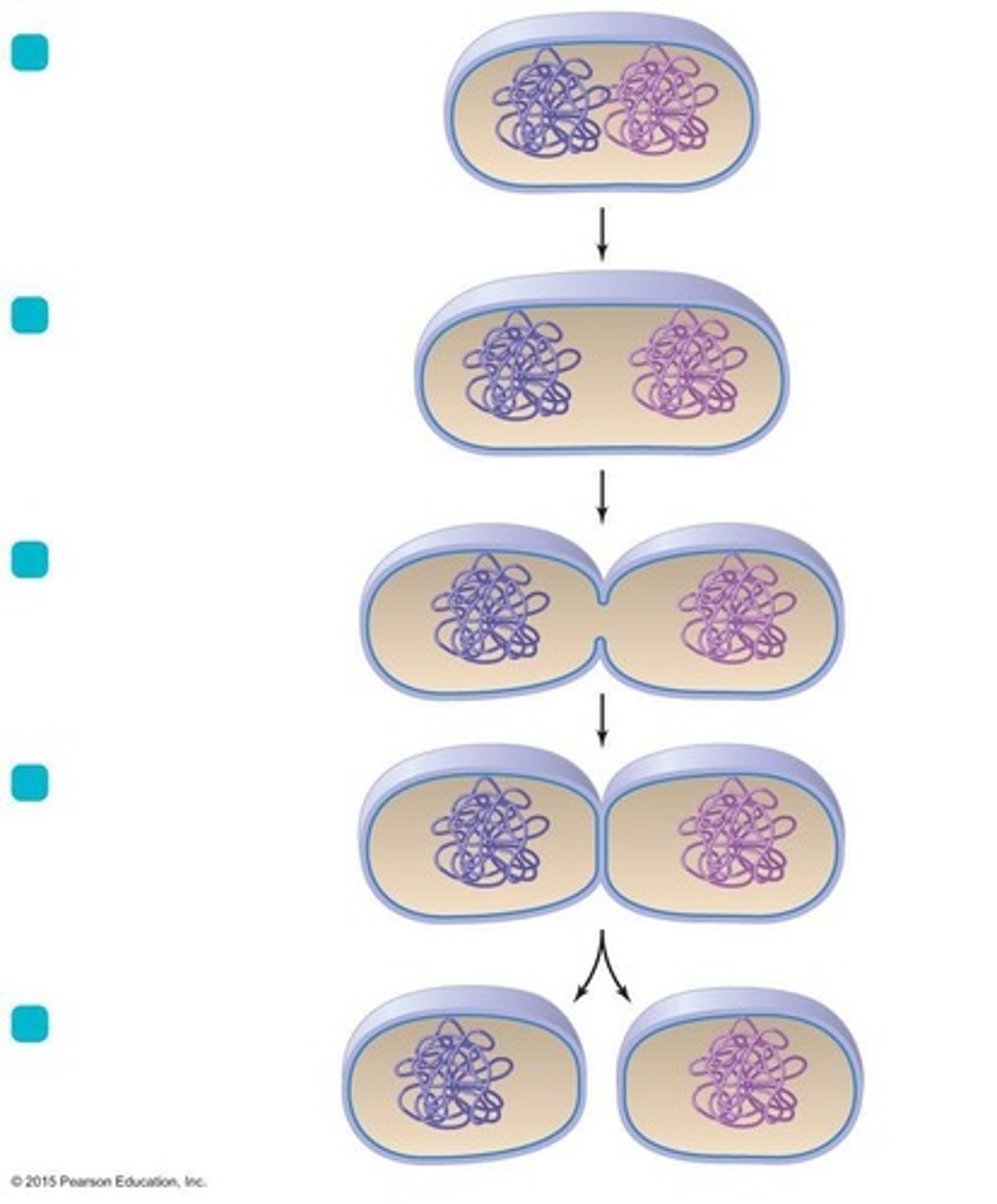 <p>Most common asexual reproduction method in prokaryotes.</p>