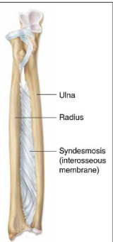 <p><span>Dense fibrous tissue with an oblique orientation</span></p><ul><li><p>Specific to two adjacent bones</p></li></ul><p></p>