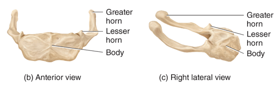 <p>supports the tongue and  provides an attachment site for some muscles of the neck and pharynx​; does not articulate with any other bone</p>