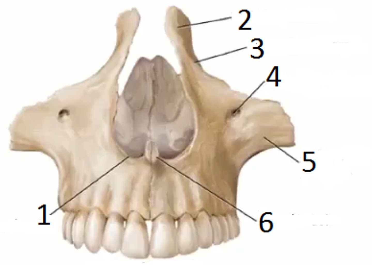 <p>What is shown on the image?</p>