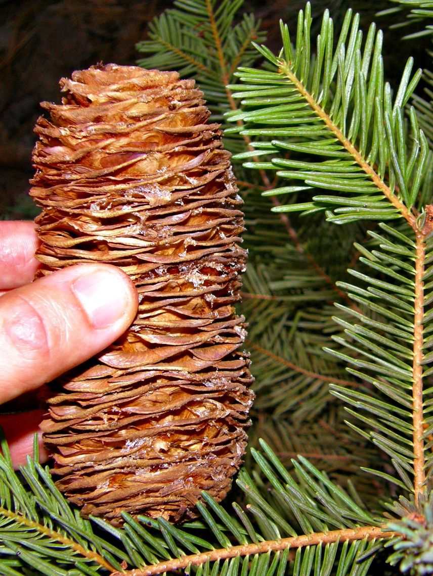 <p>5-8 inches</p>