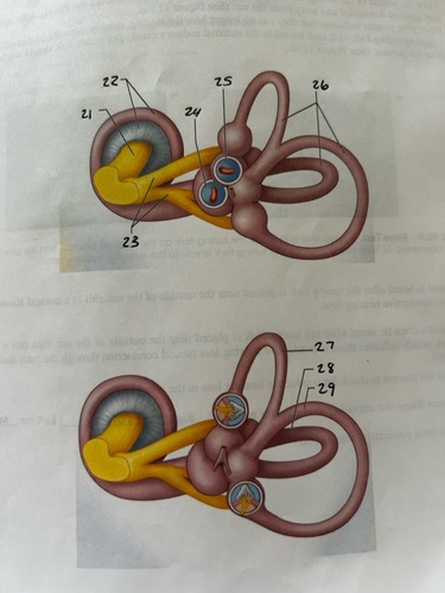 <p>21</p>
