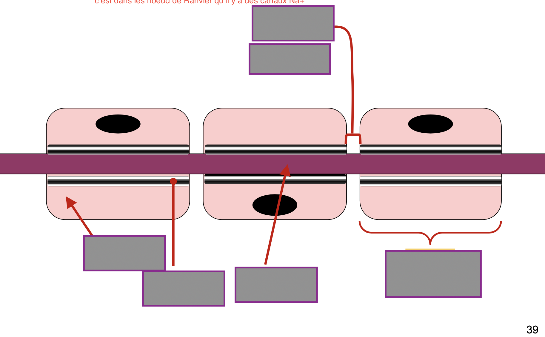 <p>Nomme les différentes parties d’un axone myélinisé :</p>