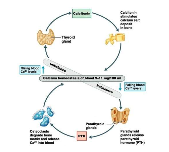 <p>What happens when plasma calcium levels rise?</p>