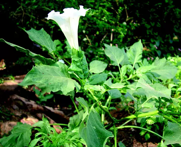 <p>Biological Origin:<strong> Datura metel L. (Solanaceae)</strong></p><p>Common Name: <strong><u>Talong punay, thorn apple</u></strong></p><p>Part used: <strong><u>Leaves, seeds, flower</u></strong></p><p>Medicinal use:</p><p><strong>● <u>Treat</u> <u>asthma</u></strong></p><p>Secondary metabolites: </p><p>Tropane alkaloids</p><p><strong>● <u>Atropine</u></strong></p><p><strong><u>● Scopolamine</u></strong></p><p><strong><u>● Hyoscyamine</u></strong></p>