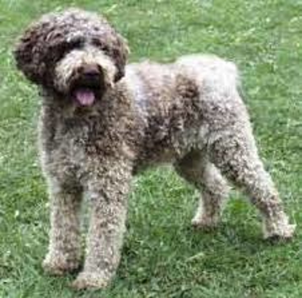 <p>sporting group</p><p>keen, affectionate, undemanding, high energy</p>