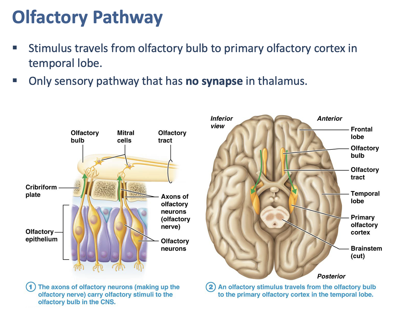 <p>Olfaction</p>
