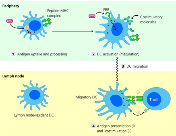 <ul><li><p><strong>PRRs</strong> on dendritic cells recognise pathogens</p></li><li><p>They <strong>internalise and degrade antigens</strong>, presenting peptides (from the antigne) on <strong>MHC</strong></p></li><li><p><strong>PRR activation</strong> stimulates the DC to <strong>migrate to secondary lymphoid tissue</strong></p></li><li><p>In the lymph node, DCs <strong>activate antigen-specific T cells</strong></p></li><li><p>Dendritic cells can also migrate to the <strong>spleen or MALT</strong> to activate T cells</p></li></ul><p></p>