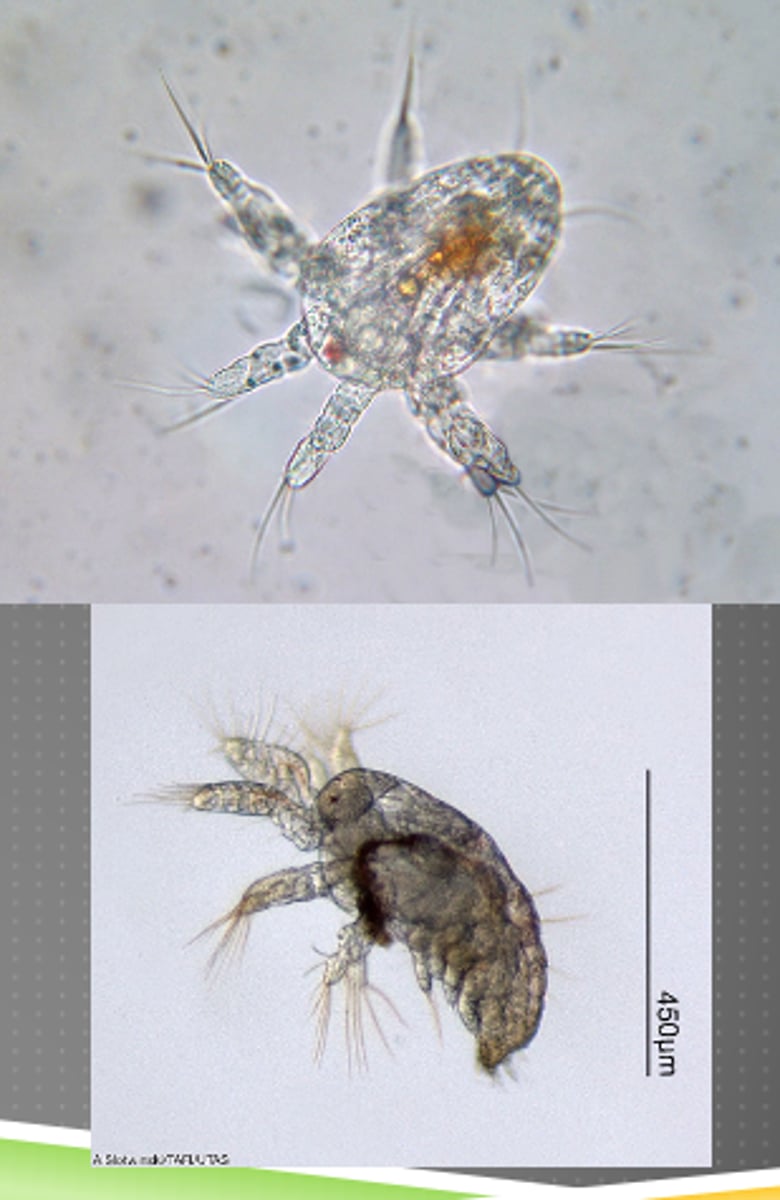 <p>zooplankton</p>