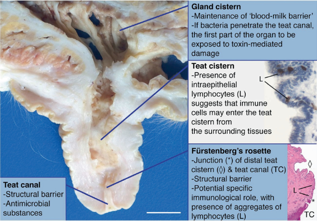 <p>Four independent glands only interconnected by blood supply.</p>